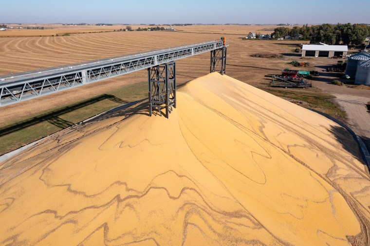 Aerial view of a large mountain of harvested corn.