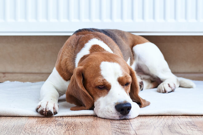 A Common Animal on the Horizon? What Employers Need to Know (US)